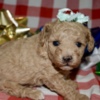 Poodle Az Toy Poodle Female