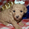 Poodle Az Toy Poodle Female