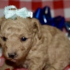 Poodle Az Toy Poodle Female