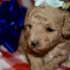 Poodle Az Toy Poodle Female