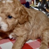 Poodle Az Toy Poodle M