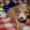 Poodle Az Toy Poodle M