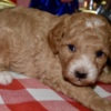 Poodle Az Toy Poodle M