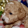 Poodle Az Toy Poodle M