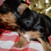 Yorkshire Terrier Az Female