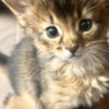 Somali Sommali kitten available