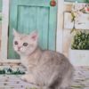 American Shorthair Munchkin Cat For Sale