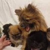 Pomeranian POMERANIAN BABIES LOOKING FOR MUMMY AND DADDY