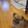 Pomeranian POMERANIAN BABIES LOOKING FOR MUMMY AND DADDY