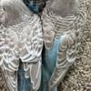 Parrotlet Adorable Budgies babies are ready to leave now.