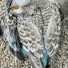 Parrotlet Adorable Budgies babies are ready to leave now.