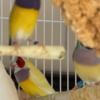 Cockatoo Gouldian Finches