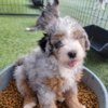 Bernese Mountain Dog Mini Bernedoodle