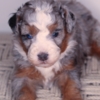 Bernese Mountain Dog Mini Bernedoodle