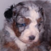 Bernese Mountain Dog Mini Bernedoodle