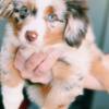 Australian Shepherd Australian Shepherd Puppies