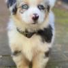 Australian Shepherd Australian Shepherd Puppies