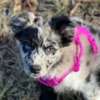 Australian Shepherd Australian Shepherd Puppies