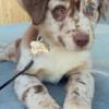 Australian Shepherd Australian Shepherd Puppies
