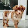 Australian Shepherd Australian Shepherd Puppies