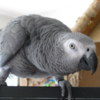African Grey Parrot African Grey Parrots Available Family pets