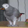 African Grey Parrot African Grey Parrots Available Family pets