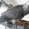 African Grey Parrot Gorgeous African Grey Birds family friend
