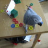 African Grey Parrot Gorgeous African Grey Birds family friend