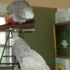 African Grey Parrot Gorgeous African Grey Birds family friend