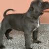 Cane Corso Healthy AKC Reg. Cane Corso Italiano Puppies