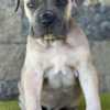 Cane Corso Healthy AKC Reg. Cane Corso Italiano Puppies