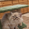 Ragdoll Ragdoll kittens