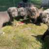 Cane Corso Cane Corso Puppies For Sale