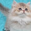 British Shorthair British Longhair and Shorthair kittens