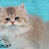 British Shorthair British Longhair and Shorthair kittens
