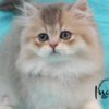British Shorthair British Longhair and Shorthair kittens