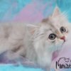 British Shorthair British Longhair and Shorthair kittens