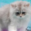 British Shorthair British Longhair and Shorthair kittens