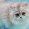 British Shorthair British Longhair and Shorthair kittens