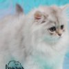 British Shorthair British Longhair and Shorthair kittens