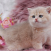 British Shorthair British Longhair and Shorthair kittens