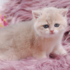 British Shorthair British Longhair and Shorthair kittens