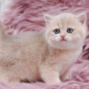 British Shorthair British Longhair and Shorthair kittens