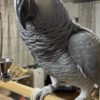 African Grey Parrot Bonded African Grey Parrots Pair