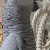 African Grey Parrot Bonded African Grey Parrots Pair