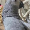 African Grey Parrot Bonded African Grey Parrots Pair
