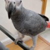 African Grey Parrot Hand Reared African Greys Available