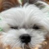 Maltese Maltese Puppies for sale