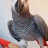 African Grey Parrot Two African Grey parrots Available Now