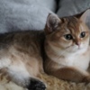 British Shorthair Britishgoldenkingcats